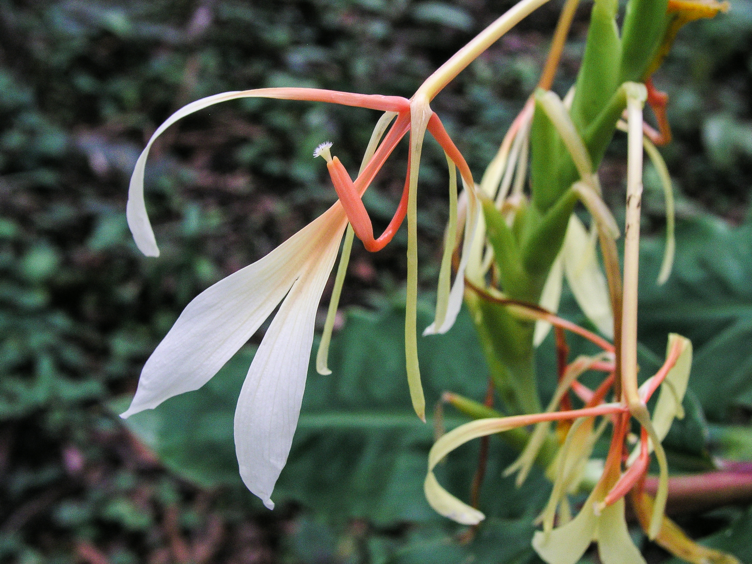 ตาเหิน Hedychium spicatum Ham. ex Sm.<br/>Zingiberaceae